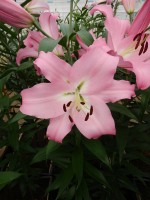 [4188 Missoni VZ No02.JPG]